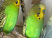 Lovely bonded pair