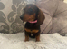 Dachshund puppy