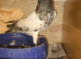 I have some great Highflyer for sale