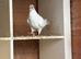 4 mag/tumbler pigeons for new home.