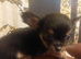 Beautiful long hair chihuahuas