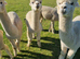 4 Alpaca halter trained males