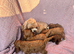 Adorable f1b cavapoo puppies