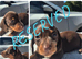 LAST BOY ** PRA CLEAR MINIATURE DACHSHUND