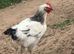 Light Sussex pure breed Cockerel