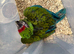 Selling baby handreared military macaw