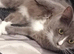 LOOKING FOR A MALE KITTEN