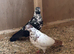 Pigeons for sale