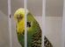 Budgie for sale