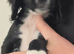 Cocker spaniel pups ready now quick sale