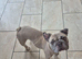 Needs rehoming ASAP