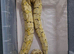 Banana mahogany clown and pieds different prices