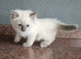 Ragdoll kitten