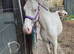 Lovely gelding to make 14'2hh