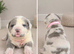 Stunning Cane Corso Puppoies for Sale