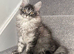 Champion line kittens, Ready to go .