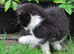 PRETTY FARM REARED KITTEN