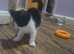 Kittens looking for they forever home