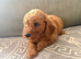Rare very Mini Goldendoodles from Therapy mom