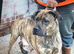 Pressa canario puppies