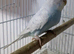White and blue Budgies