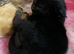 5 mainecoon mix kittens
