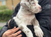 Great white Merle with blue eyes