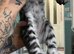 We have 9 gorgeous Maine coon kittens for re homing
