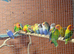 Love bird