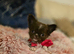 Stunning chocolate and white longcoat chihuahua female puppy