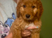 Australian Double Doodle - Boys and Girl