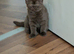 brown British short hair kitten ready to leave
