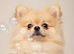 Pomeranian puppy’s