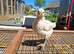 Large breed laying hens