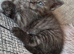 2 beautiful kittens