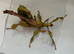 Lichen gene Giant prickly stick insect pair (Extatosoma tiaratum "Innisfail")