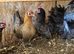 Serama hatching eggs for sale
