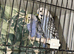 Baby budgies for sale