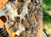 6 Frame Overwintered Langstroth Nuc of Bees 2027 Spring
