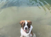 Male saint bernard puppy