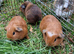 6 Baby boys California guinea pig ip3