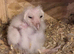 Young barn owl