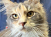 Maine Coon Girl