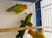 Lovebirds for sale