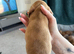 Miniature dachshund