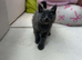 Mainecoon X  GREY /BLUE