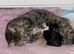 Fluffy Ginger male kitten ready now