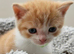 Beautiful persian x kittens