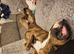 Full pedigree boxer (male)