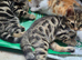 Beautiful Bengal × British Shorthair Kittens